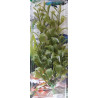 Akvarijní rostlina - Hygrophila mini