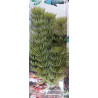 Akvarijní rostlina - Anacharis střední