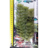 Akvarijní rostlina - Anacharis střední