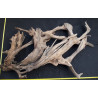 Rašelinový kořen č. 1