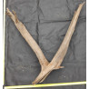 Rašelinový kořen č. 70