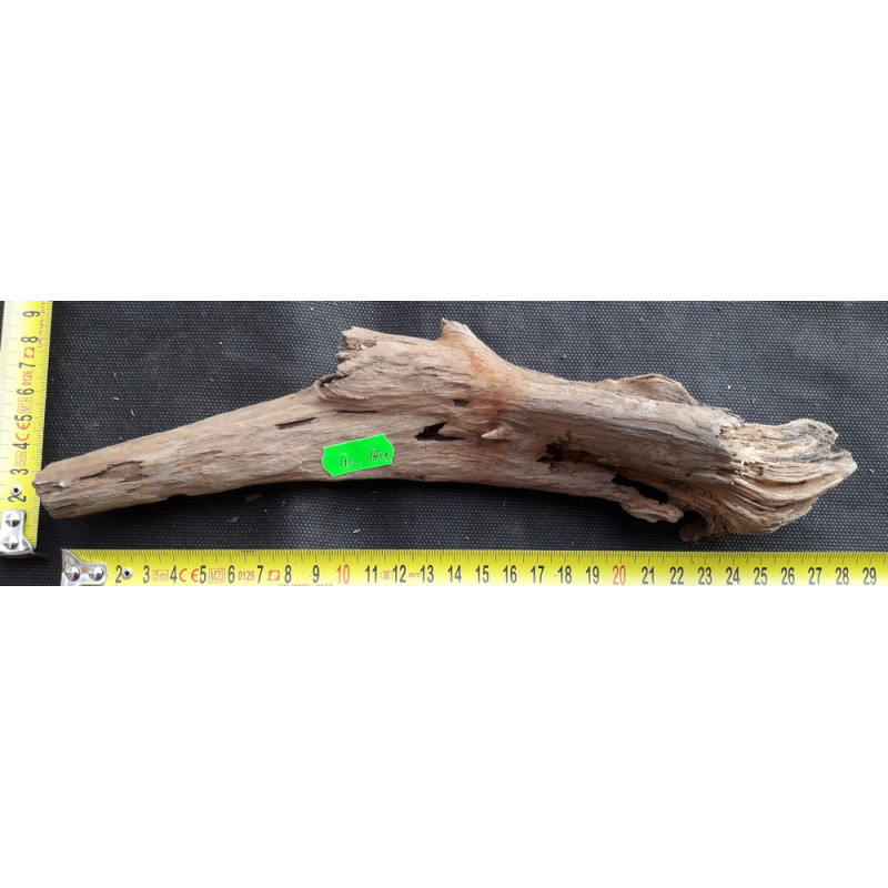 Rašelinový kořen č. 81