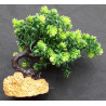 Rostlina bonsai